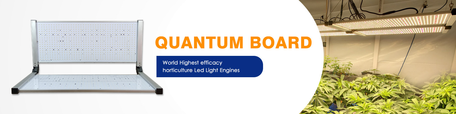 Quantum Board LED Grow Işıkları