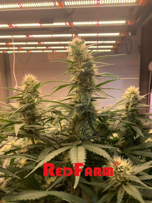 900W 1000W UV IR LED, Aeroponik Tarım için Işık IP65 Büyütüyor 5